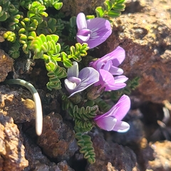 Astragalus nivicola