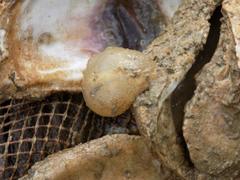 Molgula manhattensis