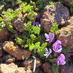 Astragalus nivicola