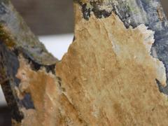 Conopeum tenuissimum