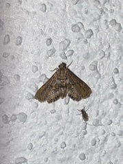Eoparargyractis floridalis