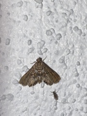 Eoparargyractis floridalis
