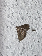 Eoparargyractis floridalis