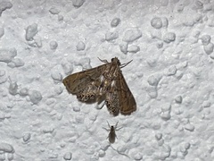 Eoparargyractis floridalis
