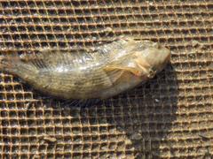Chasmodes bosquianus