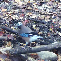 Garrulus glandarius japonicus