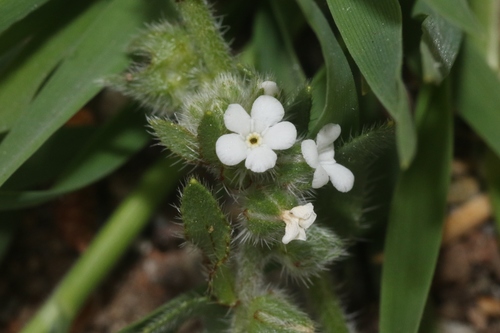 Plagiobothrys canescens var. catalinensis