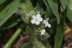 Plagiobothrys canescens catalinensis