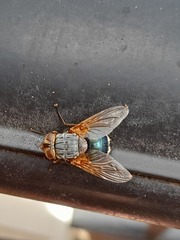 Calliphora augur