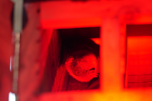 Lesser Asian Yellow Bat (Scotophilus kuhlii)