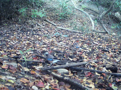 Garrulus glandarius japonicus