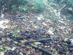 Garrulus glandarius japonicus