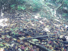 Garrulus glandarius japonicus