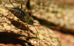 Calaphidina