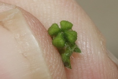 Plagiobothrys canescens catalinensis