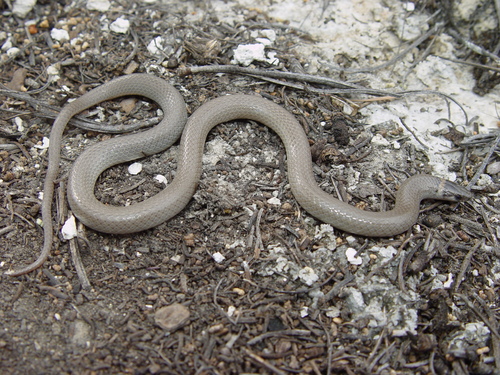 Photo of a Chihuahuan Blackhead Snake (Tantilla wilcoxi)