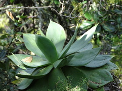 Agave mitis
