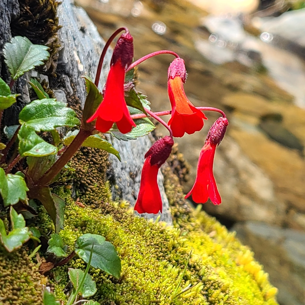 Flor de la cascada