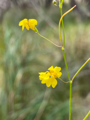 Goodenia pulchella