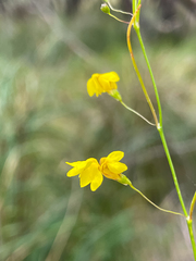 Goodenia pulchella