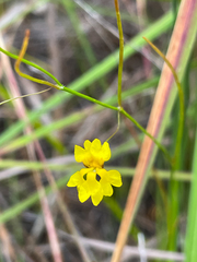 Goodenia pulchella
