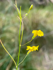 Goodenia pulchella
