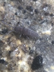 Entomobrya griseoolivata