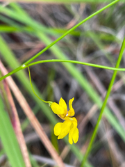 Goodenia pulchella