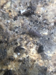 Entomobrya griseoolivata