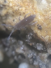 Entomobrya griseoolivata