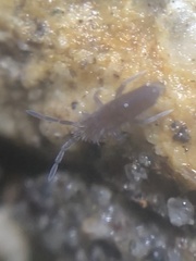 Entomobrya griseoolivata