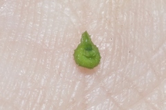 Plagiobothrys canescens catalinensis