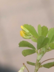 Trifolium micranthum