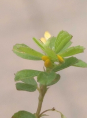 Trifolium micranthum