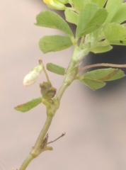 Trifolium micranthum