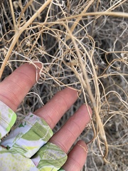 Pleurocoronis pluriseta