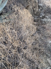 Pleurocoronis pluriseta