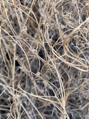 Pleurocoronis pluriseta