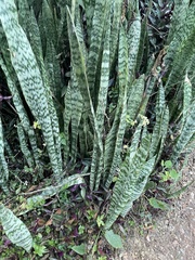 Sansevieria trifasciata