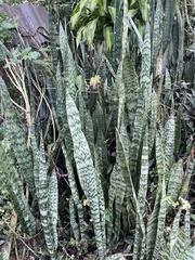 Sansevieria trifasciata