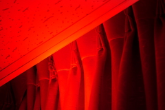 Pipistrellus abramus