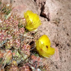 Maihueniopsis ovata
