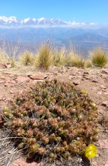 Maihueniopsis ovata