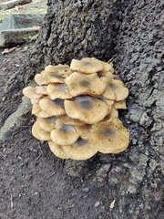 Armillaria mellea