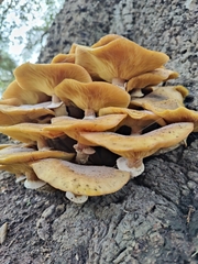Armillaria mellea
