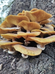 Armillaria mellea