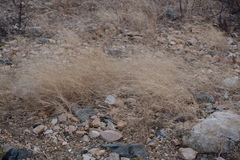 Aristida oligantha