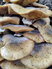 Armillaria mellea