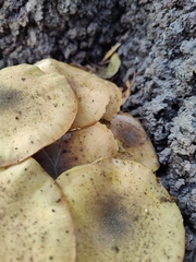 Armillaria mellea