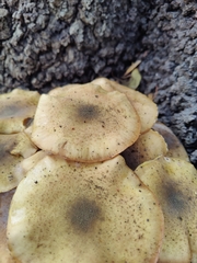 Armillaria mellea